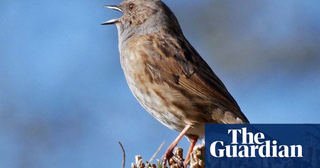 Country diary: Our New Year's resolution? Be like a dunnock | Birds