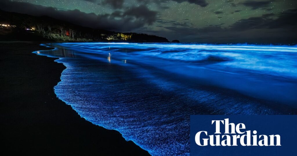 'Heck of a light show': Spectacular bloom of bioluminescence returns to Tasmanian shores | Environment